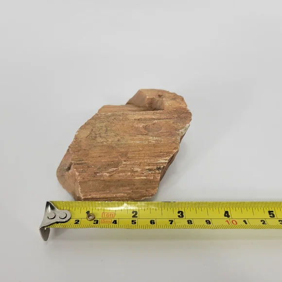 Petrified Wood Small 3 Inch Raw Natural Fossil Rock Specimen Arizona Mineral - Picture 8 of 12